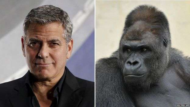 Shabani-Clooney